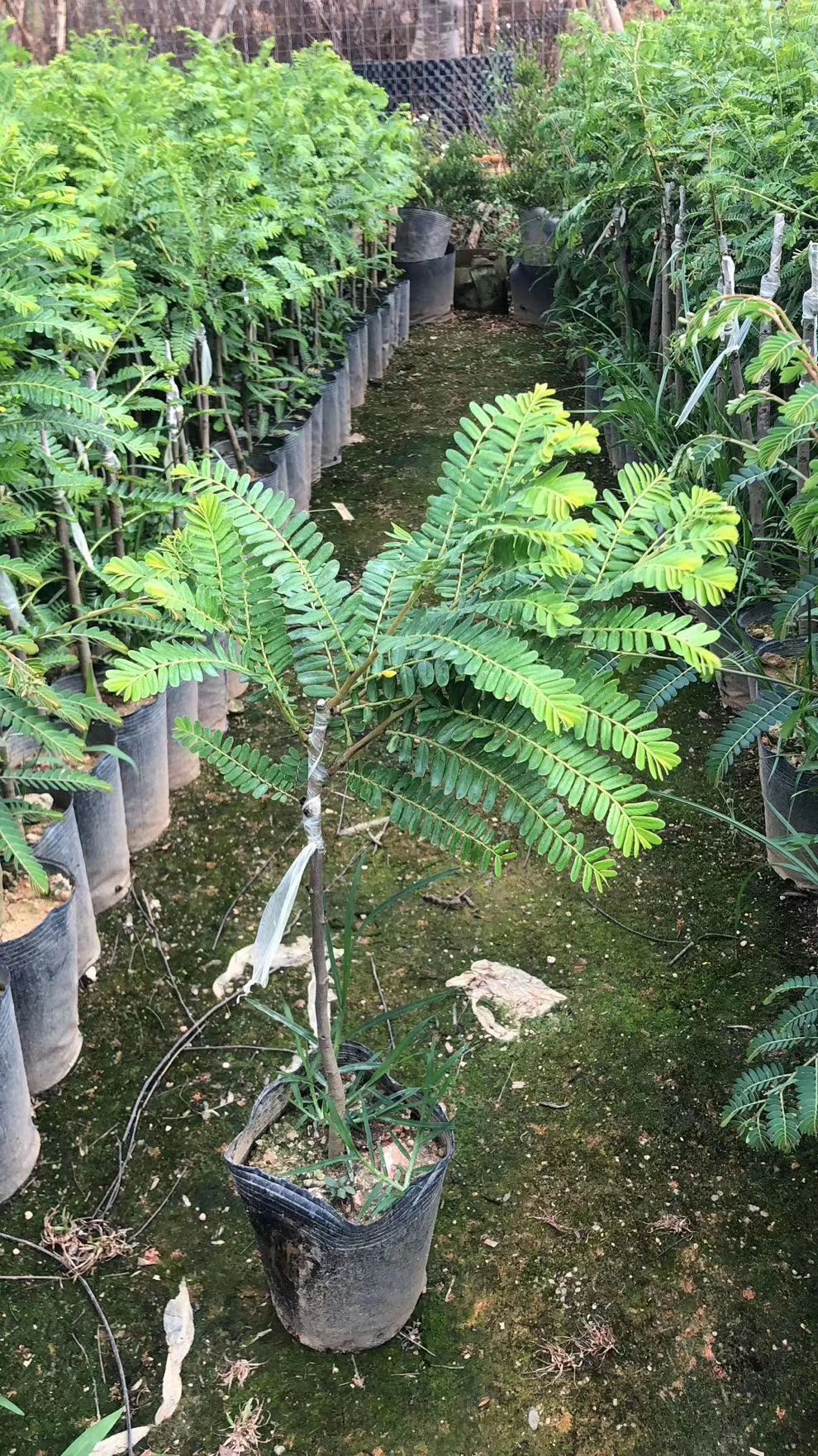余甘果苗  余甘苗嫁接大粒甘甜无渣崩坎余甘果树苗