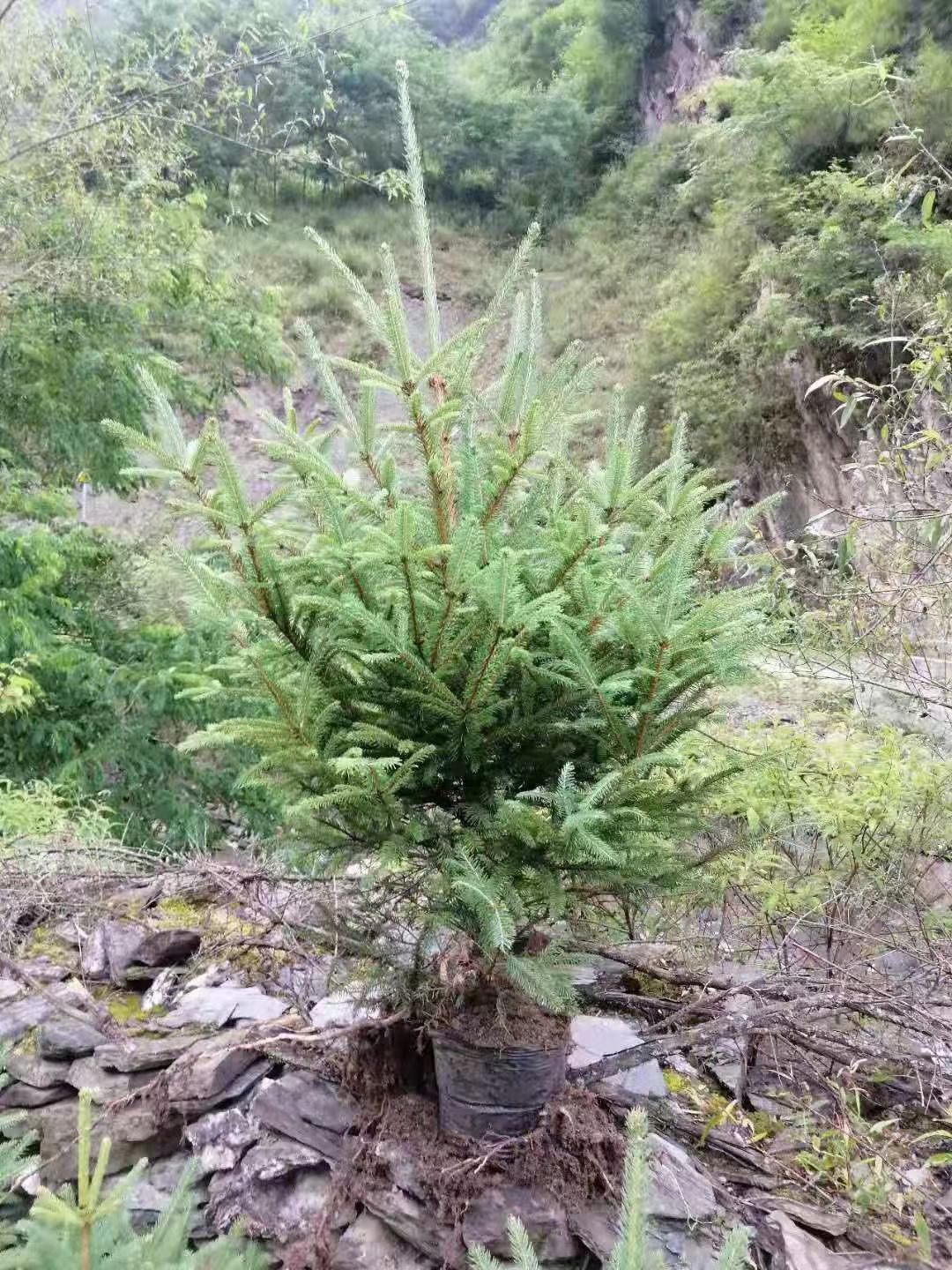 青海云杉 云杉杯苗