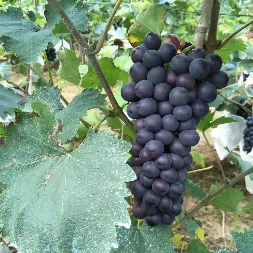 产地直销京亚葡萄已大量上市，欢迎各地客商前来采购