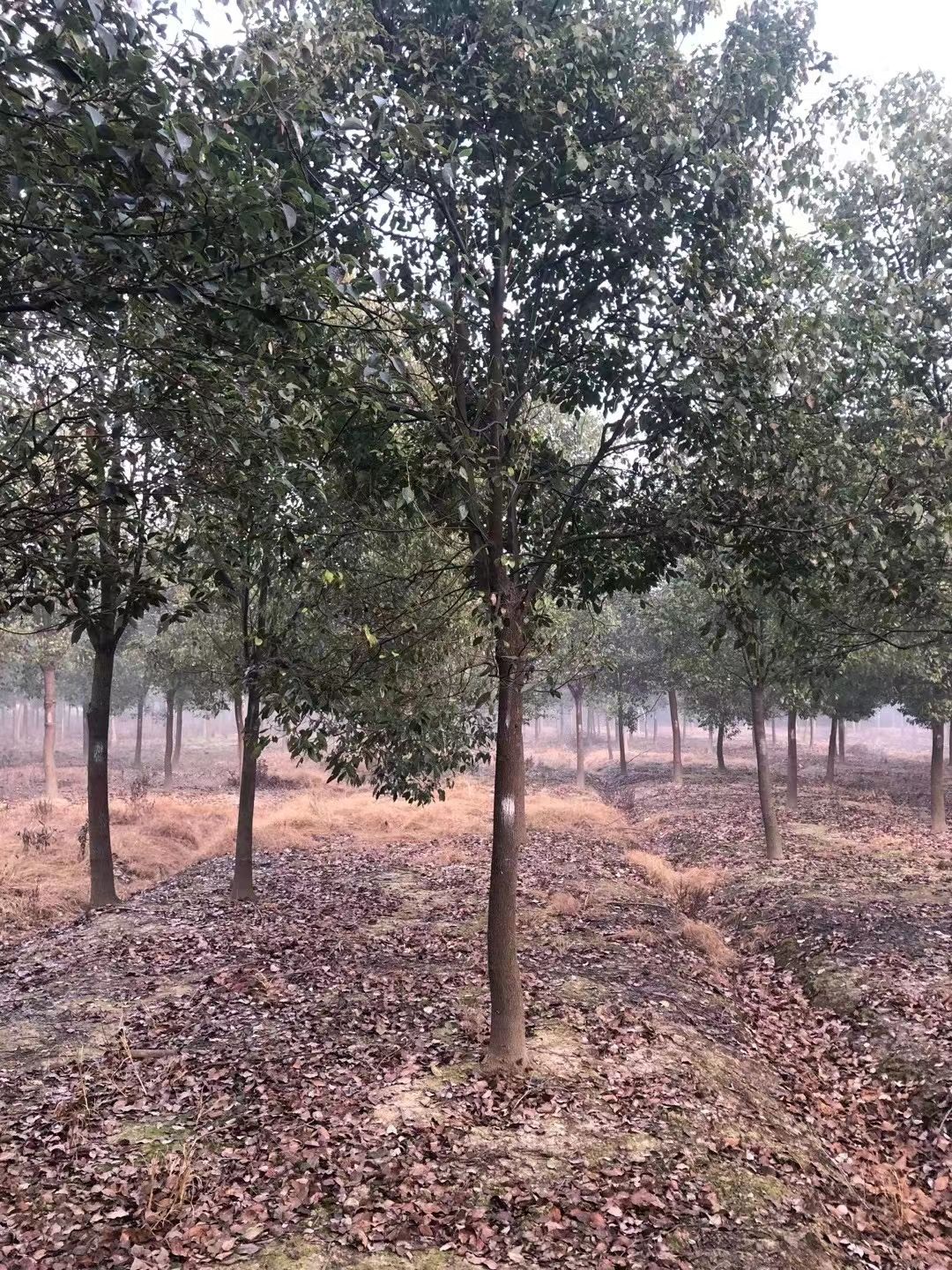 小叶樟  小叶香樟树苗 大型工程绿化苗木 移栽苗