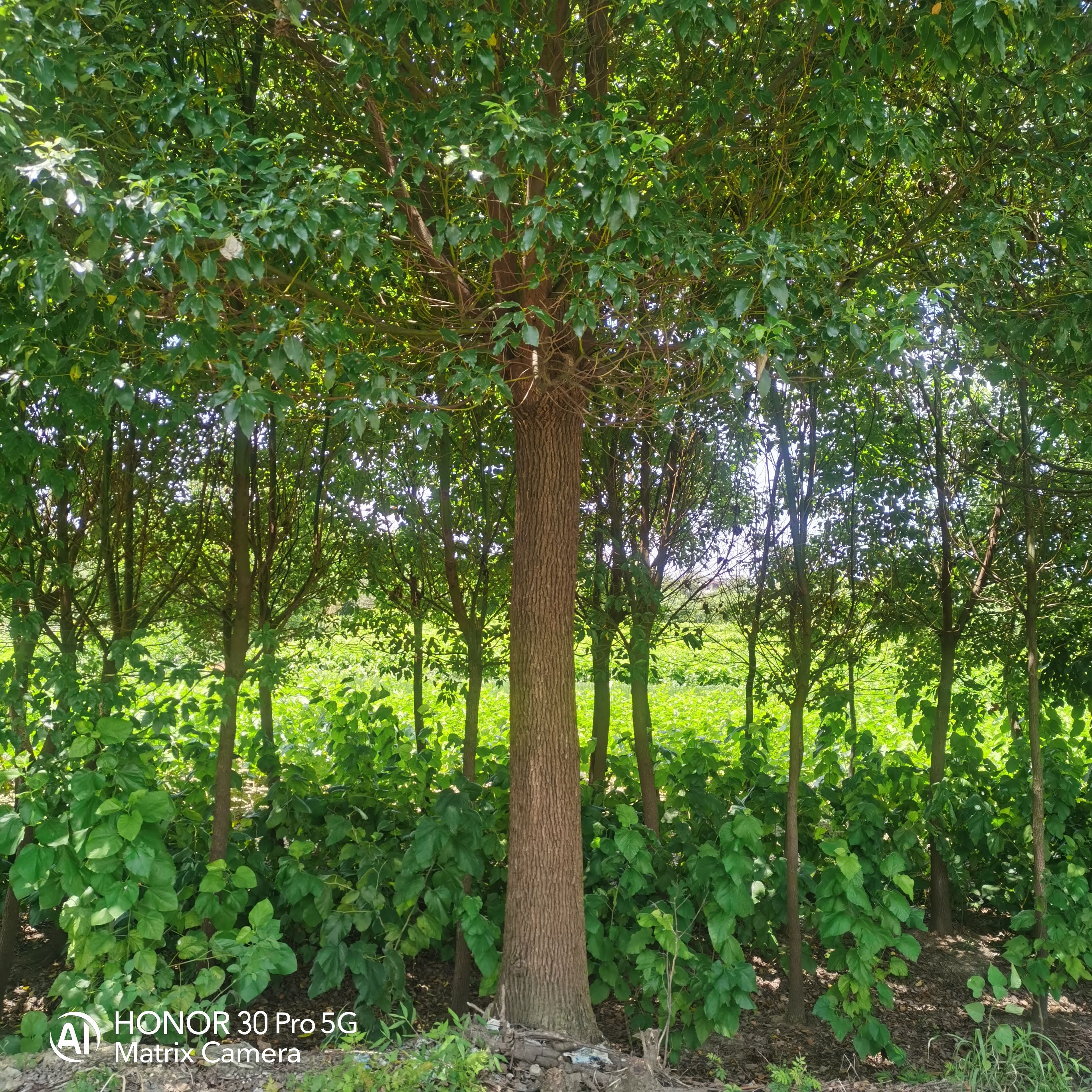 小叶樟  小叶香樟树苗 大型工程绿化苗木 移栽苗