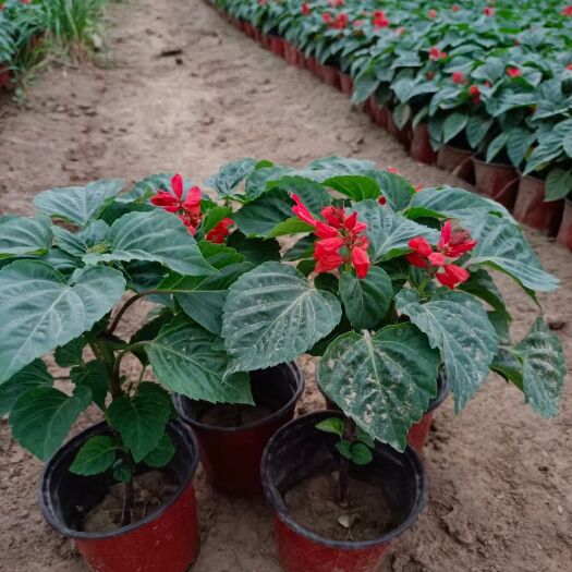 青州市展望 一串红 青州草花基地直销 产地直发 货源充足