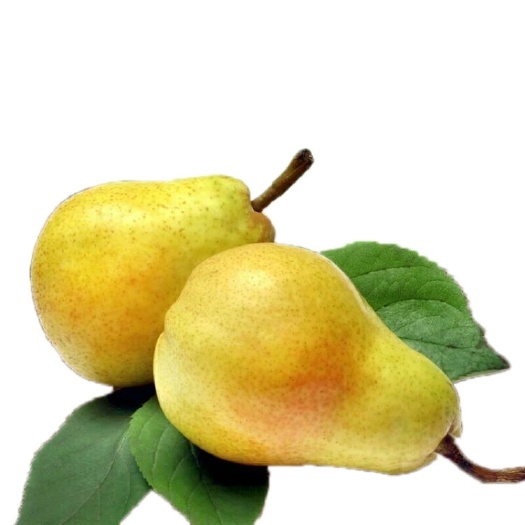 礼泉县黄金梨  黄金太婆梨