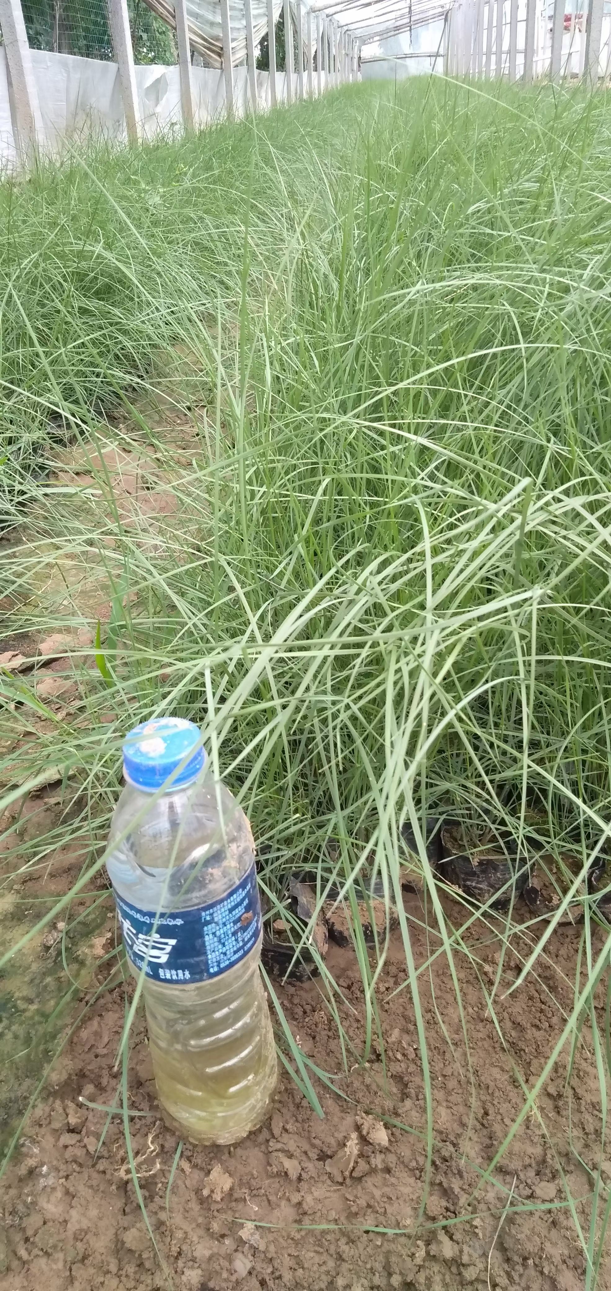 粉黛乱子草，花海景观，质量好