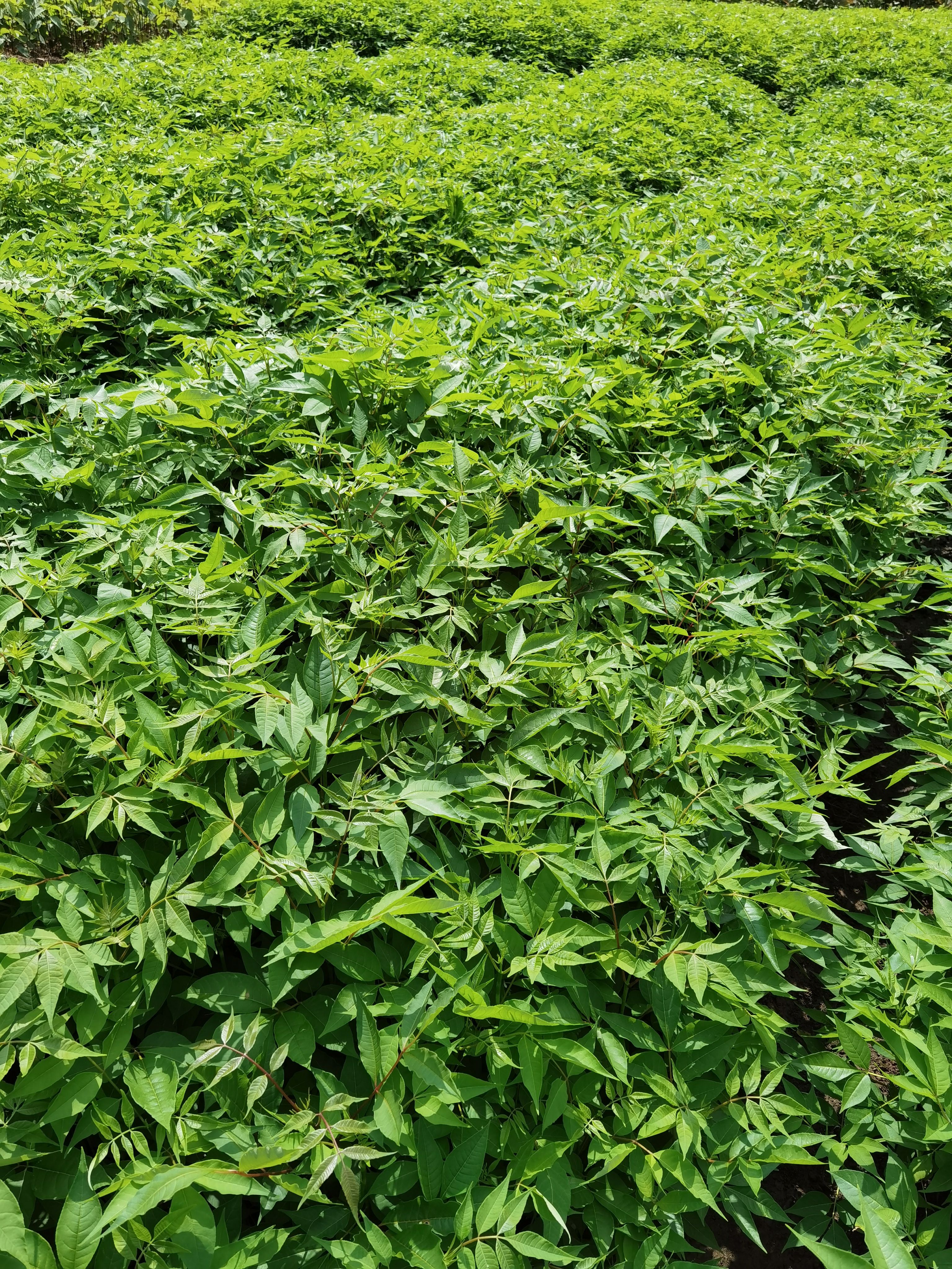 川黄柏      黄柏苗