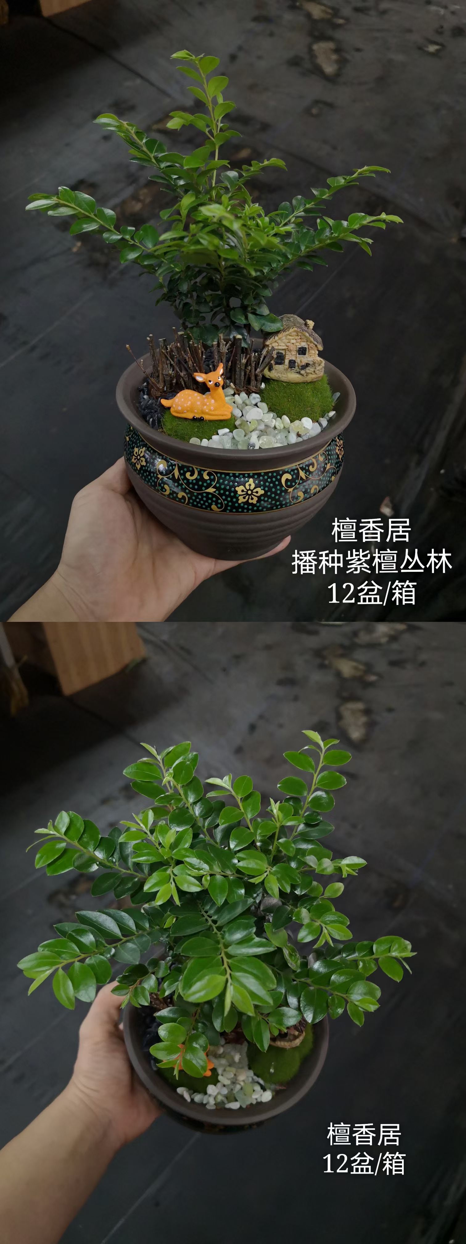 广州小叶紫檀盆栽 紫檀陶瓷盆景