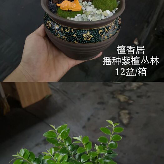 广州小叶紫檀盆栽 紫檀陶瓷盆景