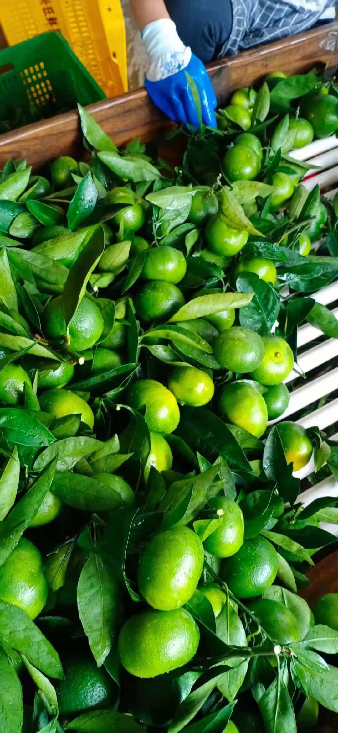 蜜桔 东江湖特早蜜橘，