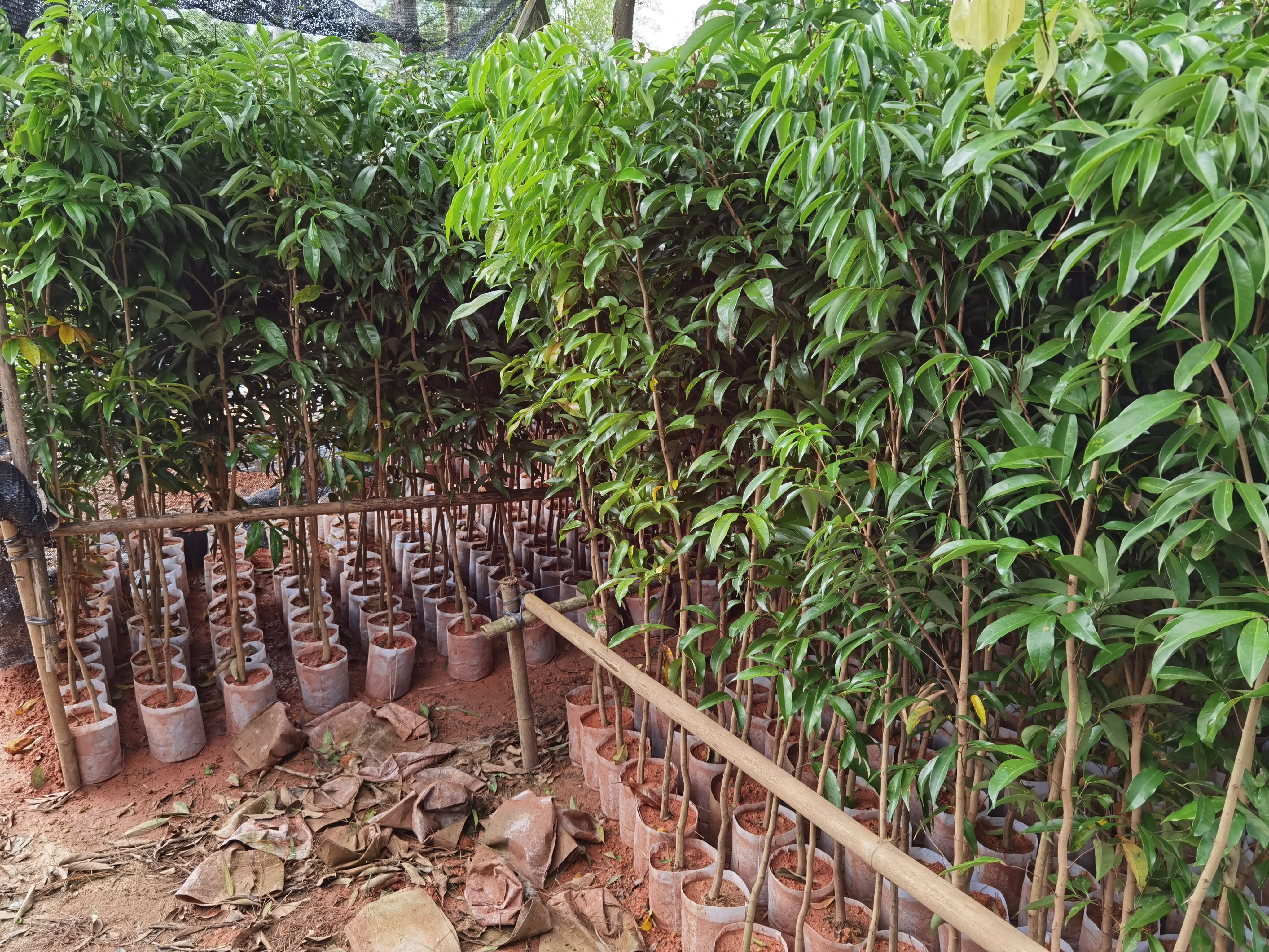 荔枝苗  荔枝直生苗  占地用苗