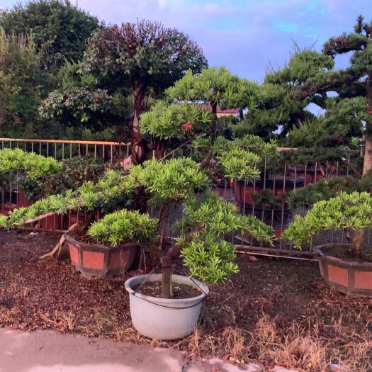 潮州大叶罗汉松  罗汉松
