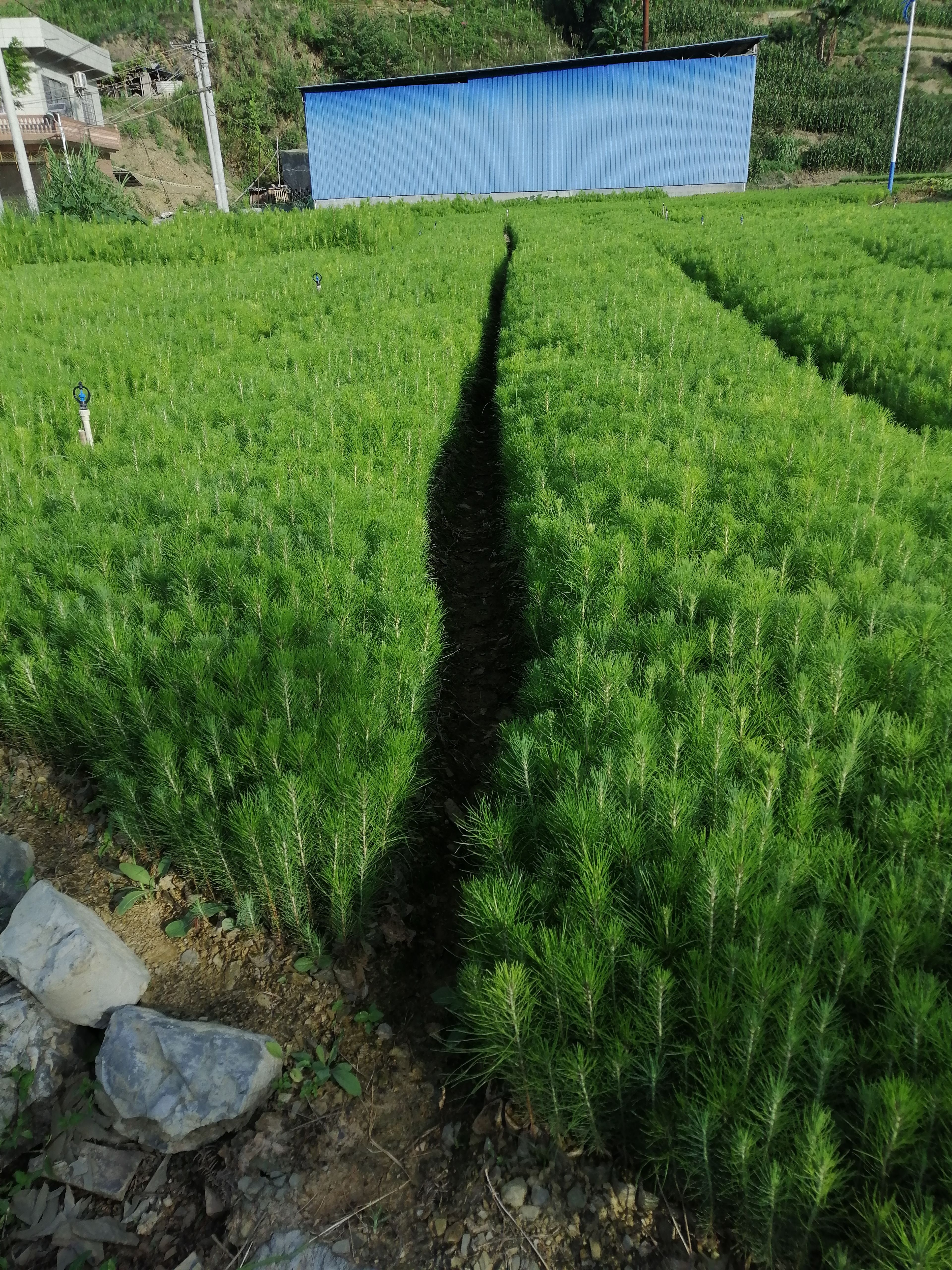 湿地松树苗  大量出售湿地松苗，营养袋装现货…