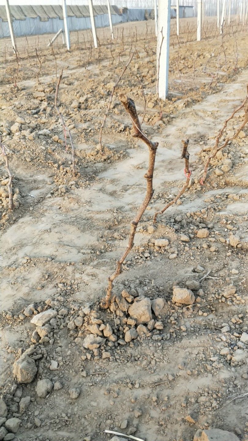 葡萄苗2年阳光玫瑰葡萄苗