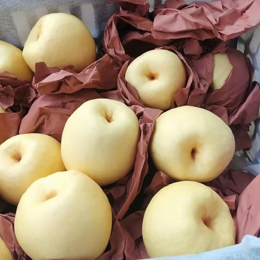 文水县酥梨山西贡梨
