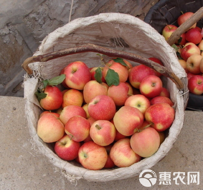 嘎啦苹果阿克苏嘎啦苹果产地直发顺丰包邮口感特别好中秋福利甄选