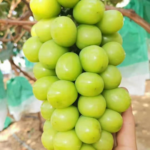 卢龙县葡萄苗2年阳光玫瑰葡萄苗
