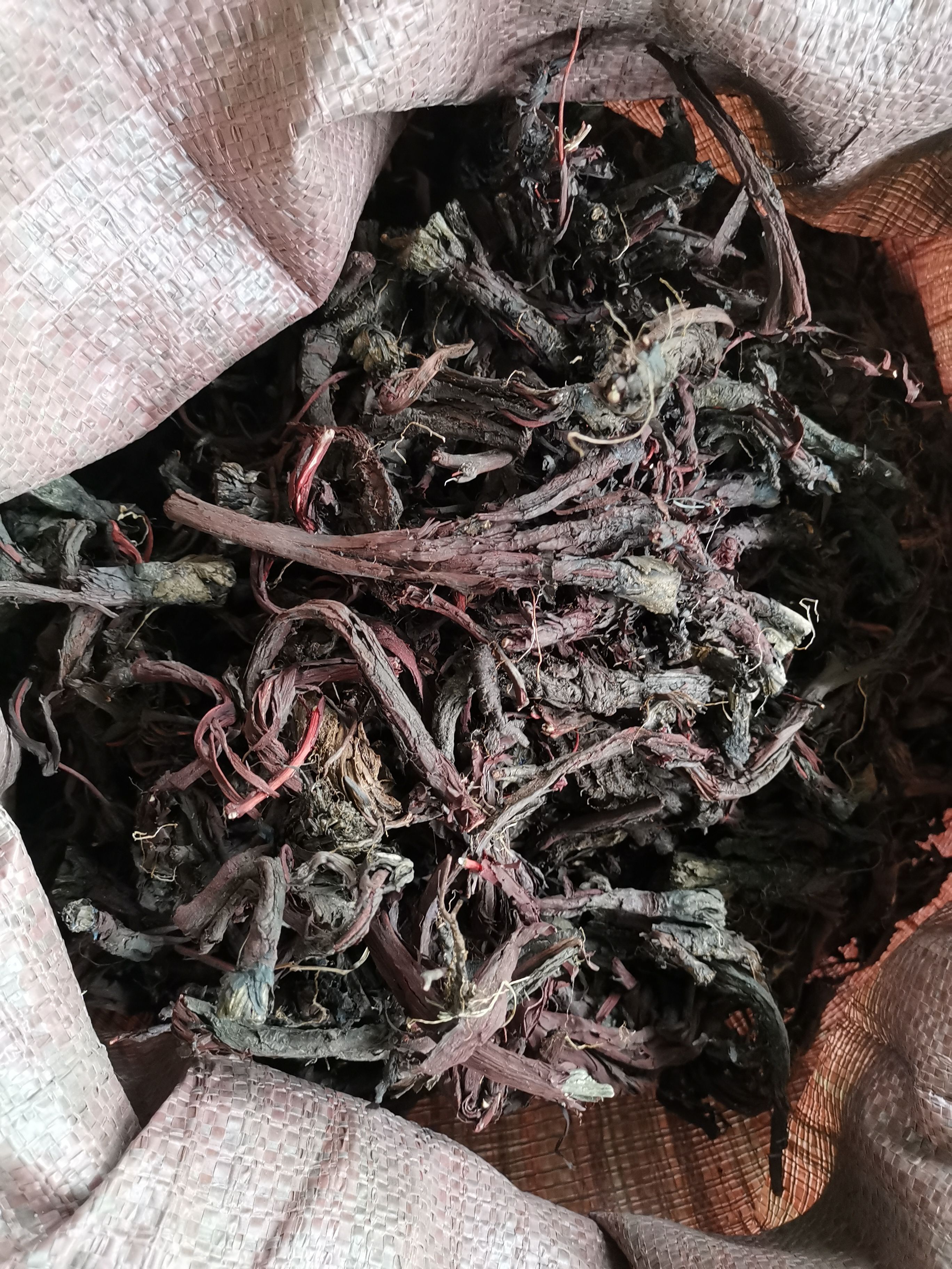  紫草新疆软紫草