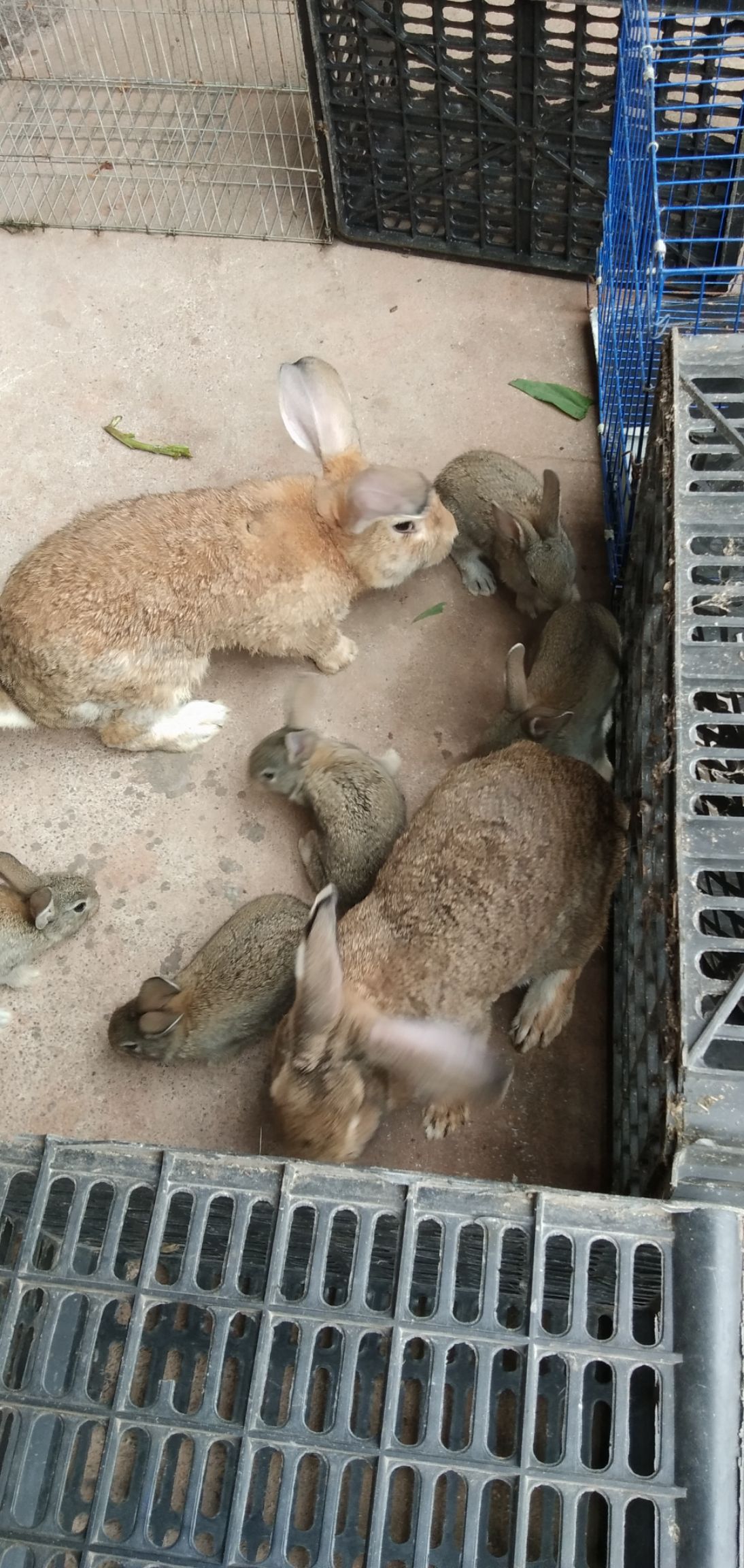 杂交兔 出售窝子兔