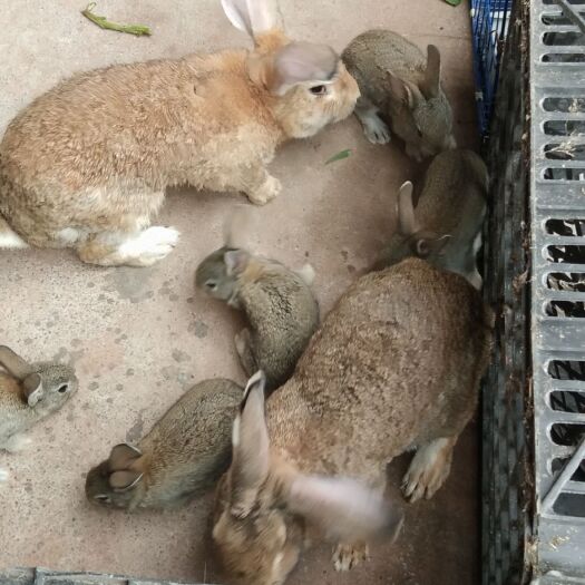 杂交兔 出售窝子兔