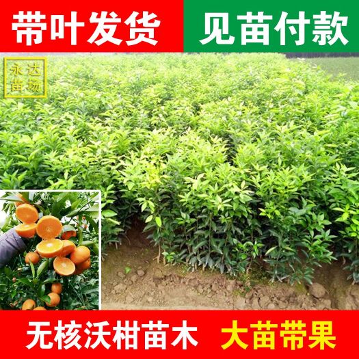平和县091无核沃柑苗，优质沃柑苗，沃柑杯苗，香橙沃柑苗