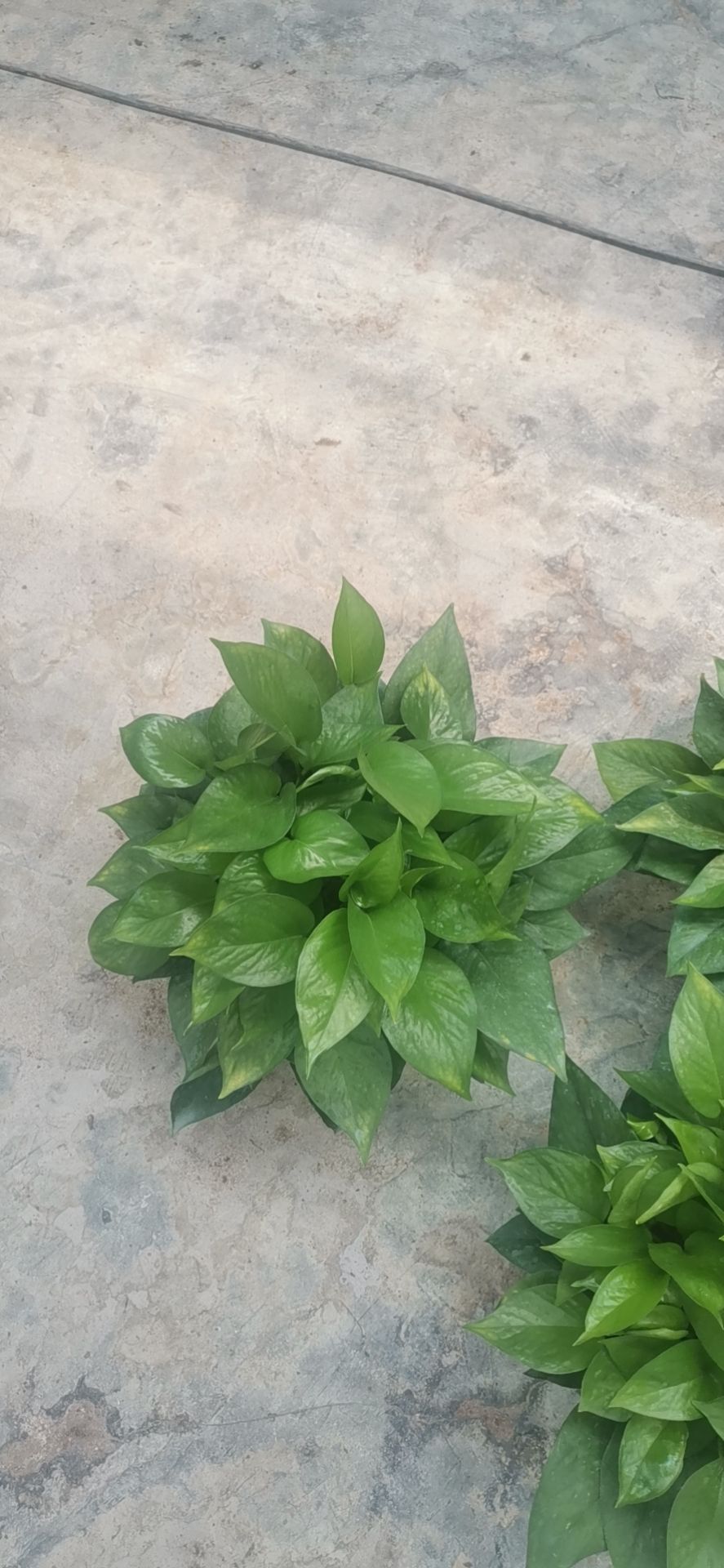 绿萝  基地直销，物美价廉，长期大量现货