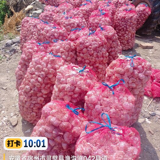 灵璧县 大蒜