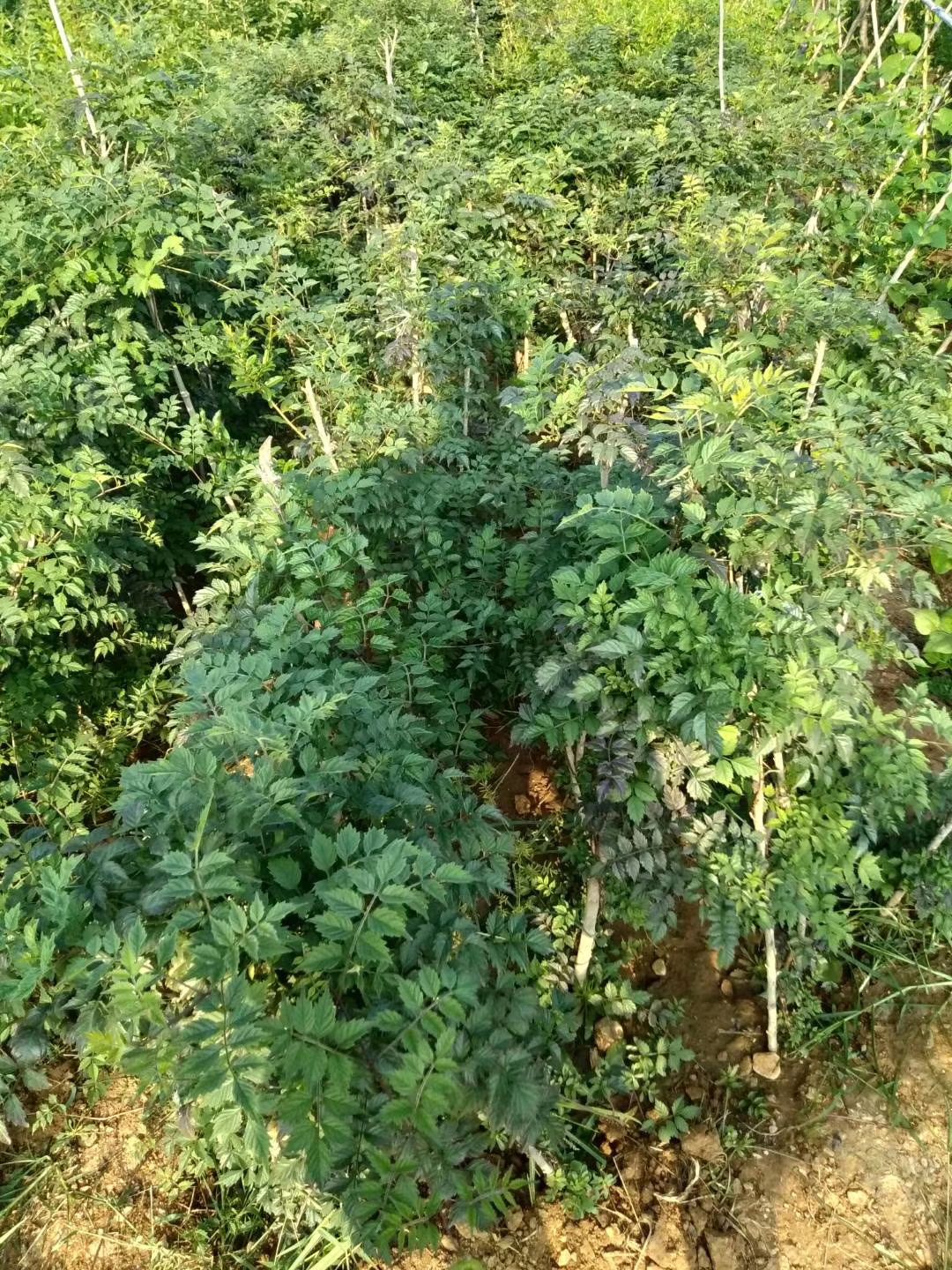 凌霄苗凌霄花苗凌霄爬藤植物好活抗寒耐旱四季种植基地批发包邮