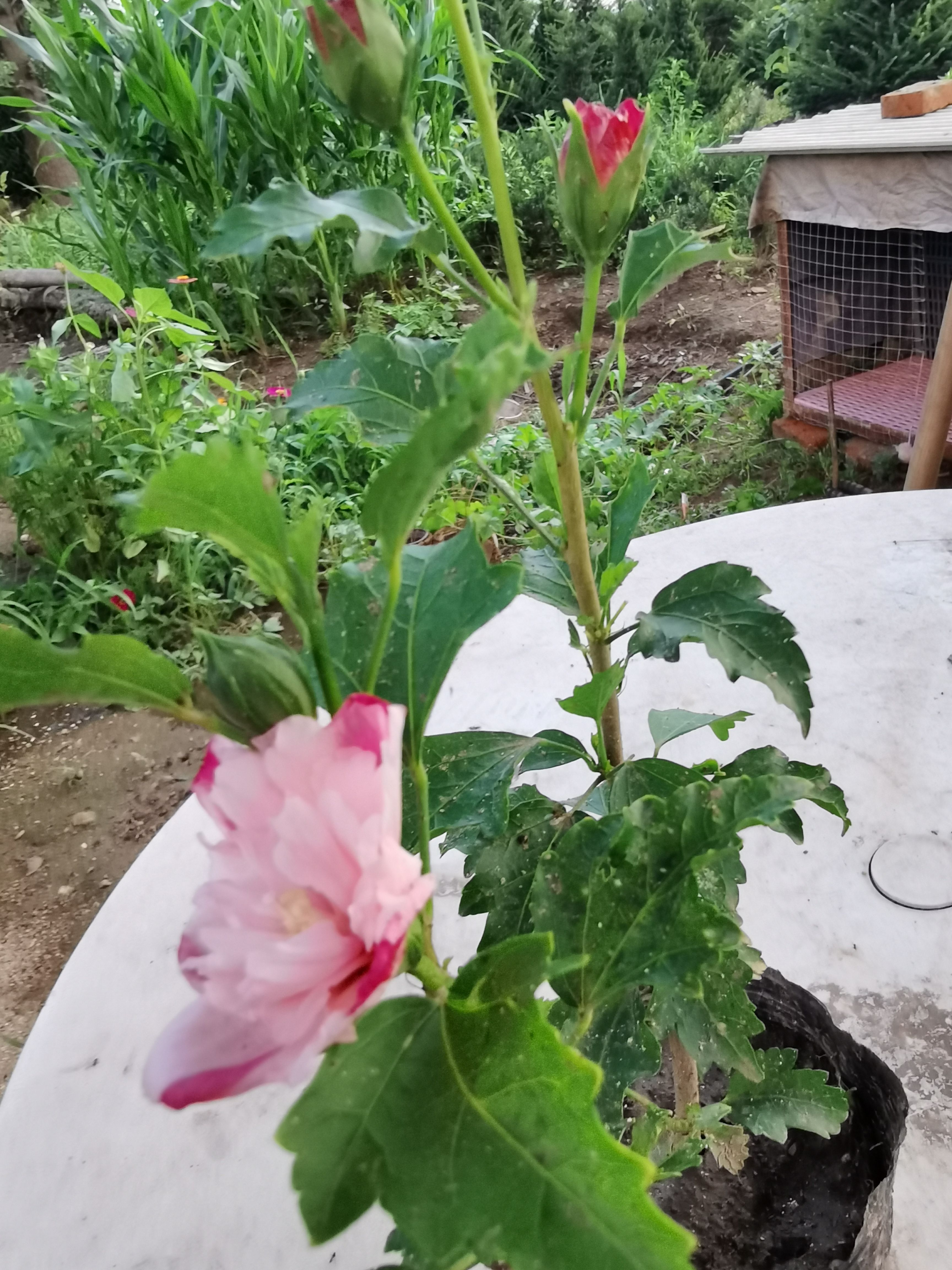 白花重瓣木槿 双颜色花重瓣木槿