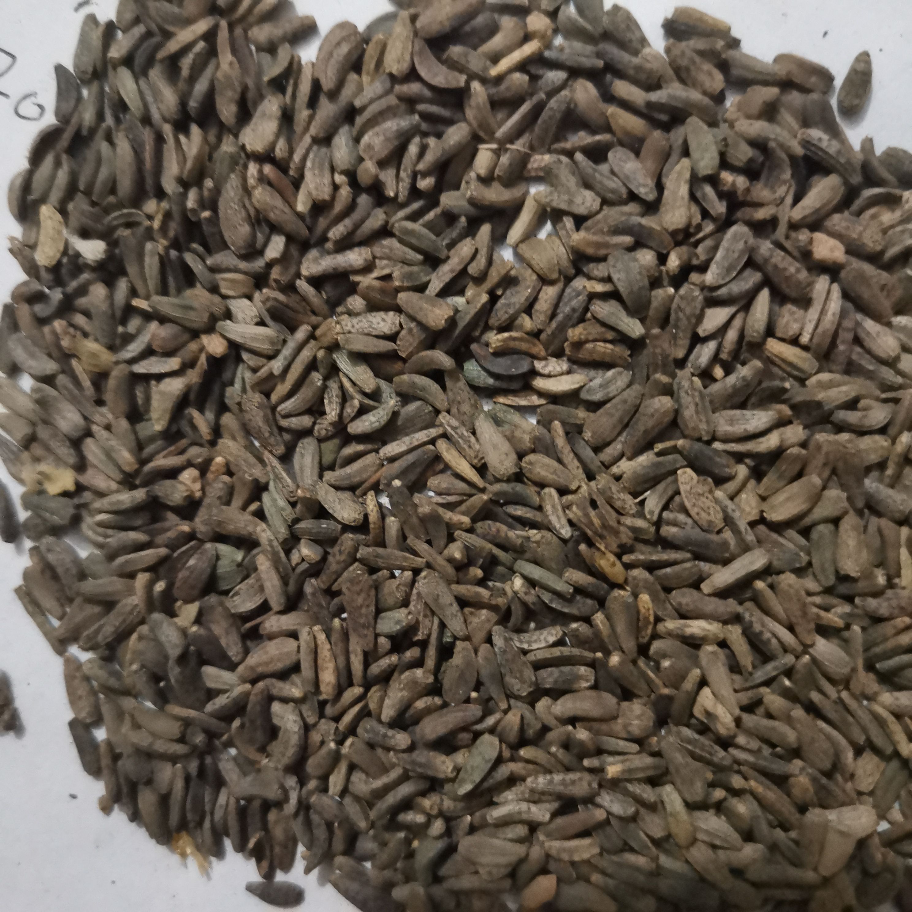 水飞蓟中药材水飞蓟籽 喂赛鸽水飞蓟子奶蓟草子 500克包邮