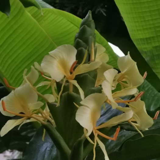 纳雍县 姜花