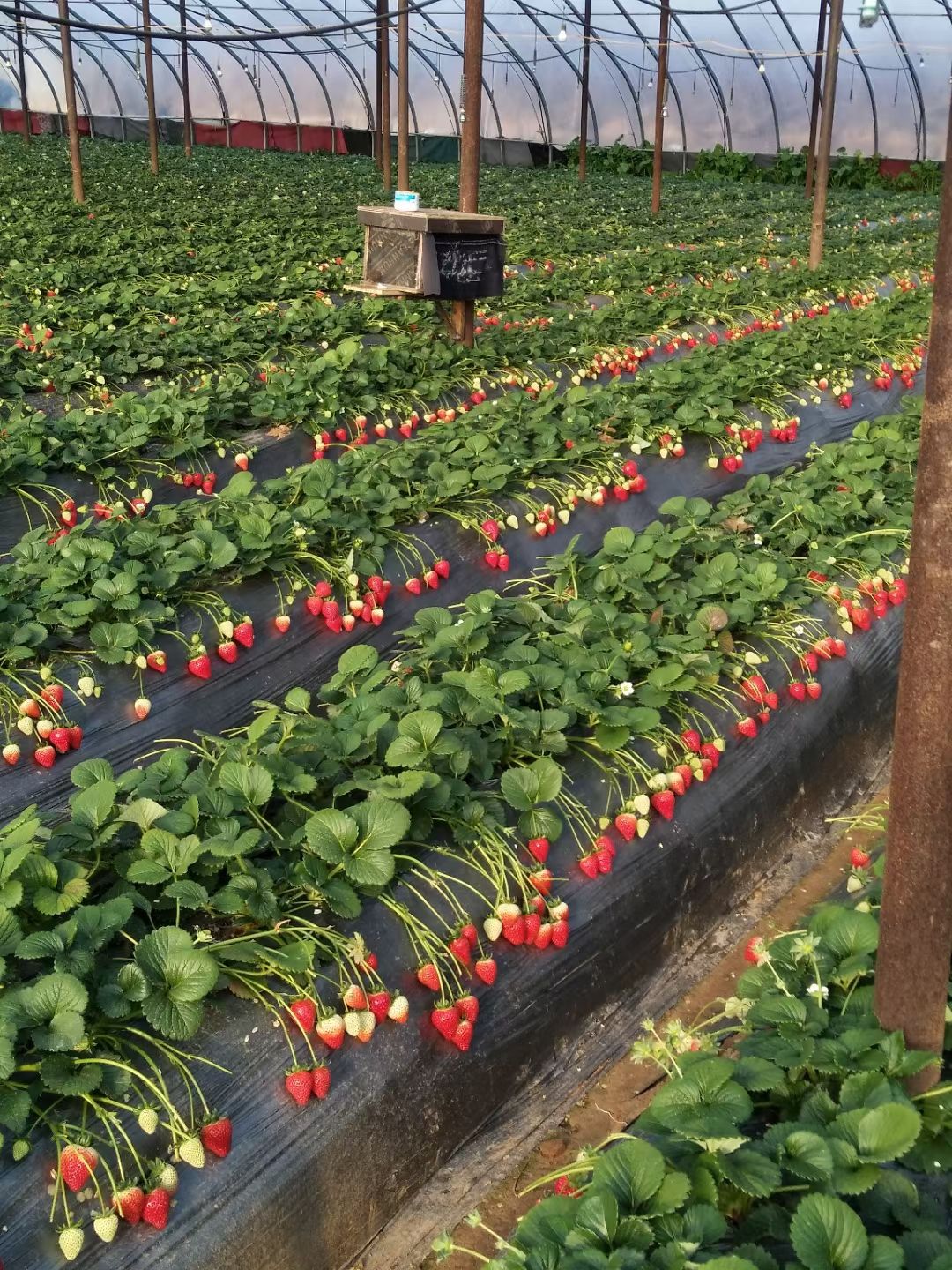 甜宝草莓苗 章姬，红颜，妙香，隋珠草莓苗繁育基地直销，脱毒组培母苗繁育！