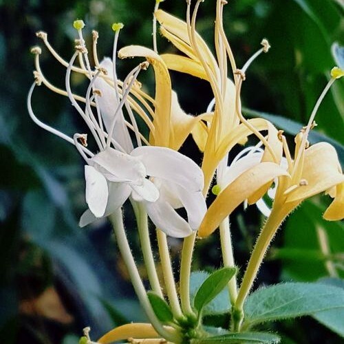 封丘县 金银花苗
