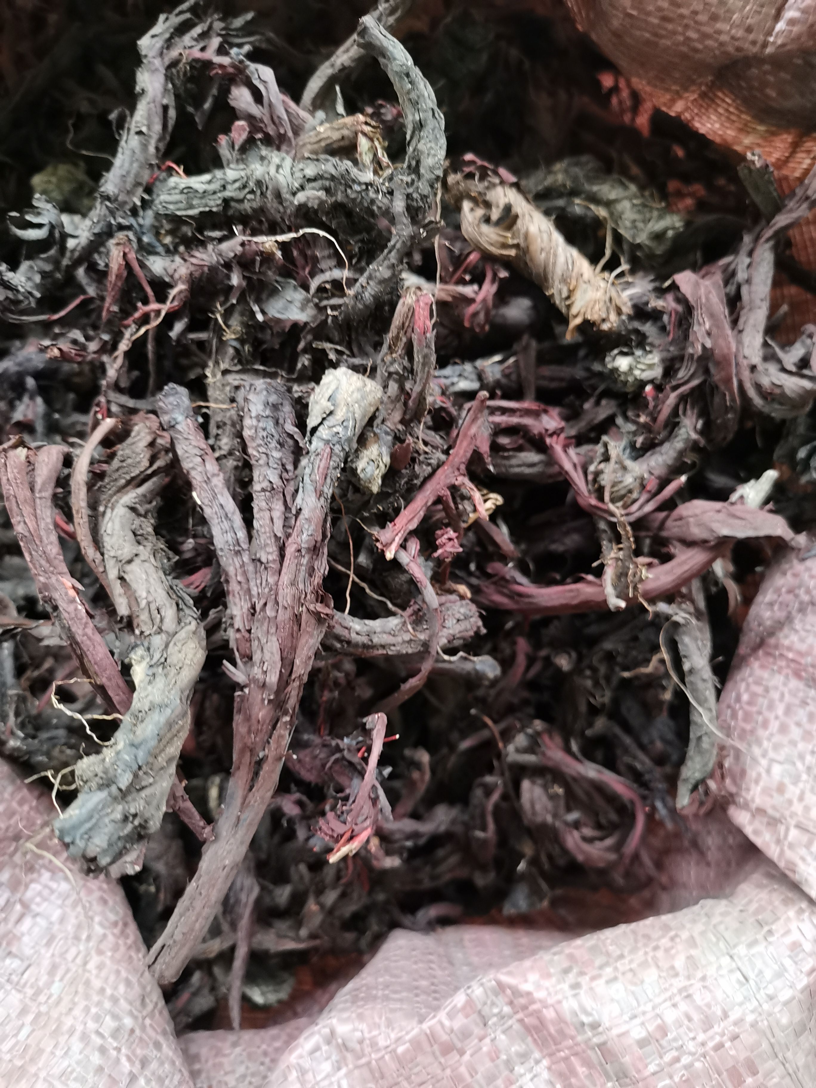  紫草新疆软紫草
