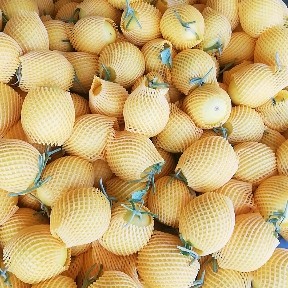 甜瓜  银帝