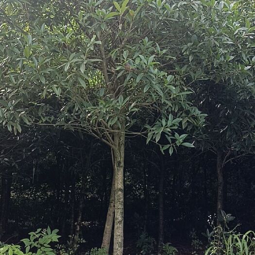 咸宁黄金桂花树  桂花树，征地桂花树，桂花树苗，高杆桂花树，金桂，精品桂花树