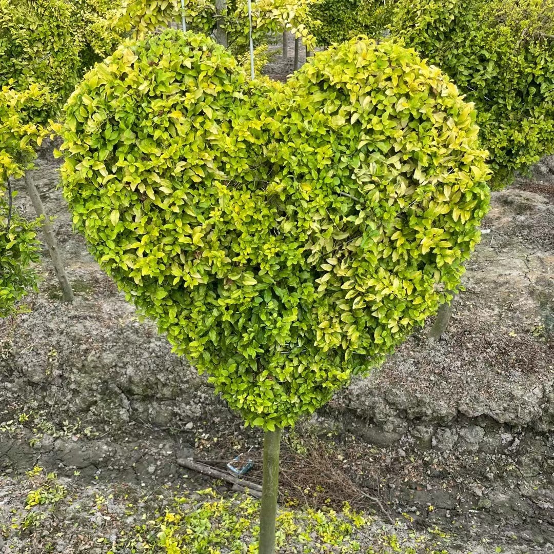 亮晶女贞棒棒糖心型 亮晶女贞棒棒糖、造型心型