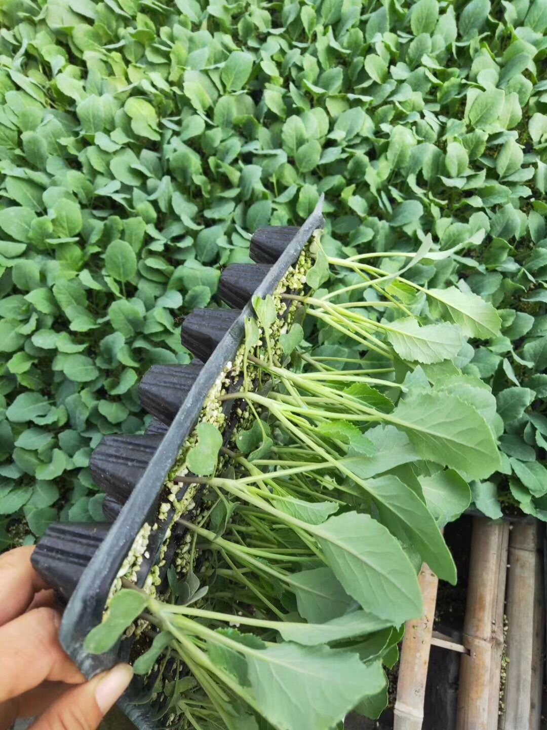 西兰花苗  炎秀  优秀耐热耐寒西兰花苗  绿菜花苗