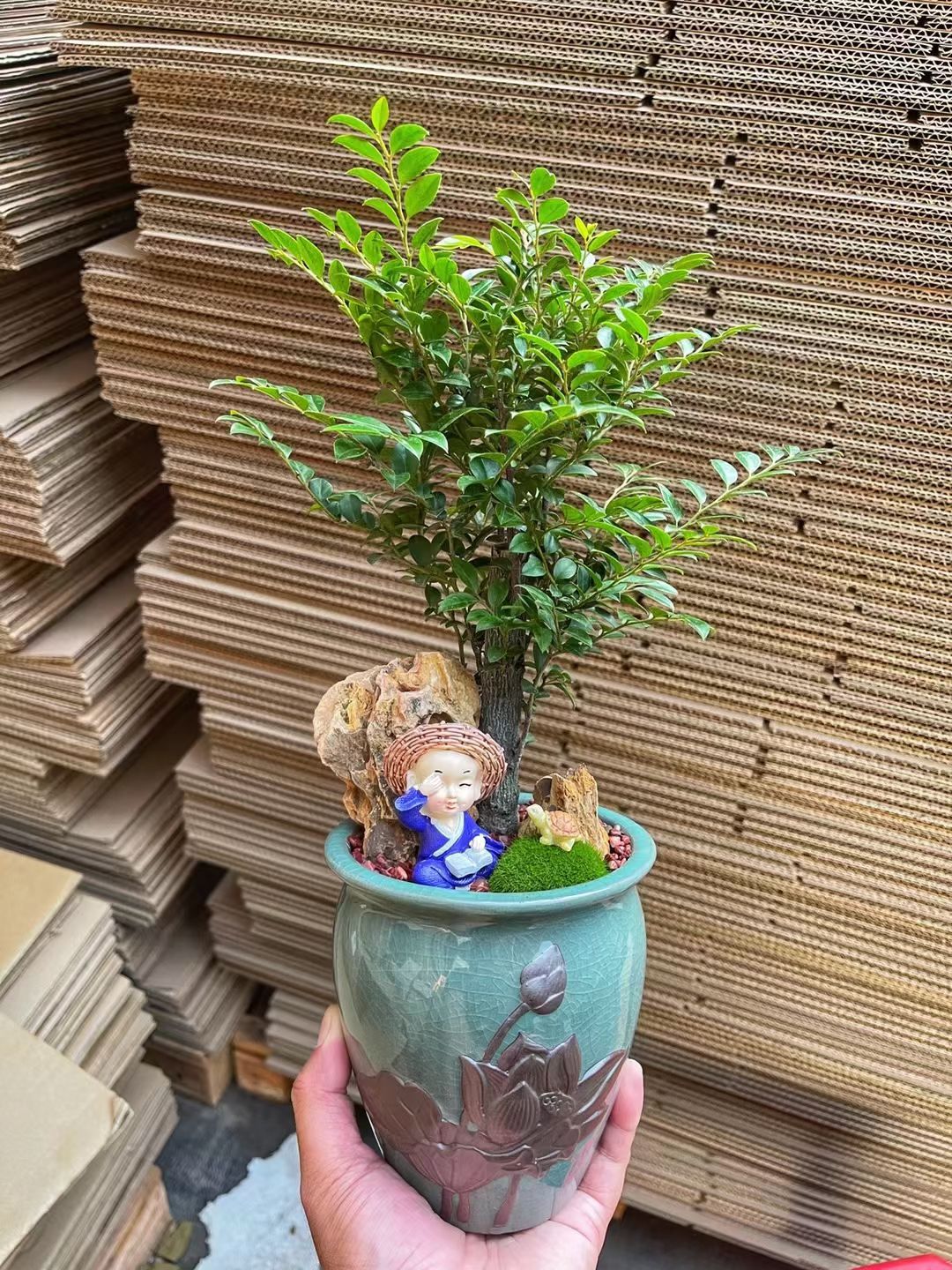 小叶紫檀盆栽 紫檀陶瓷盆景