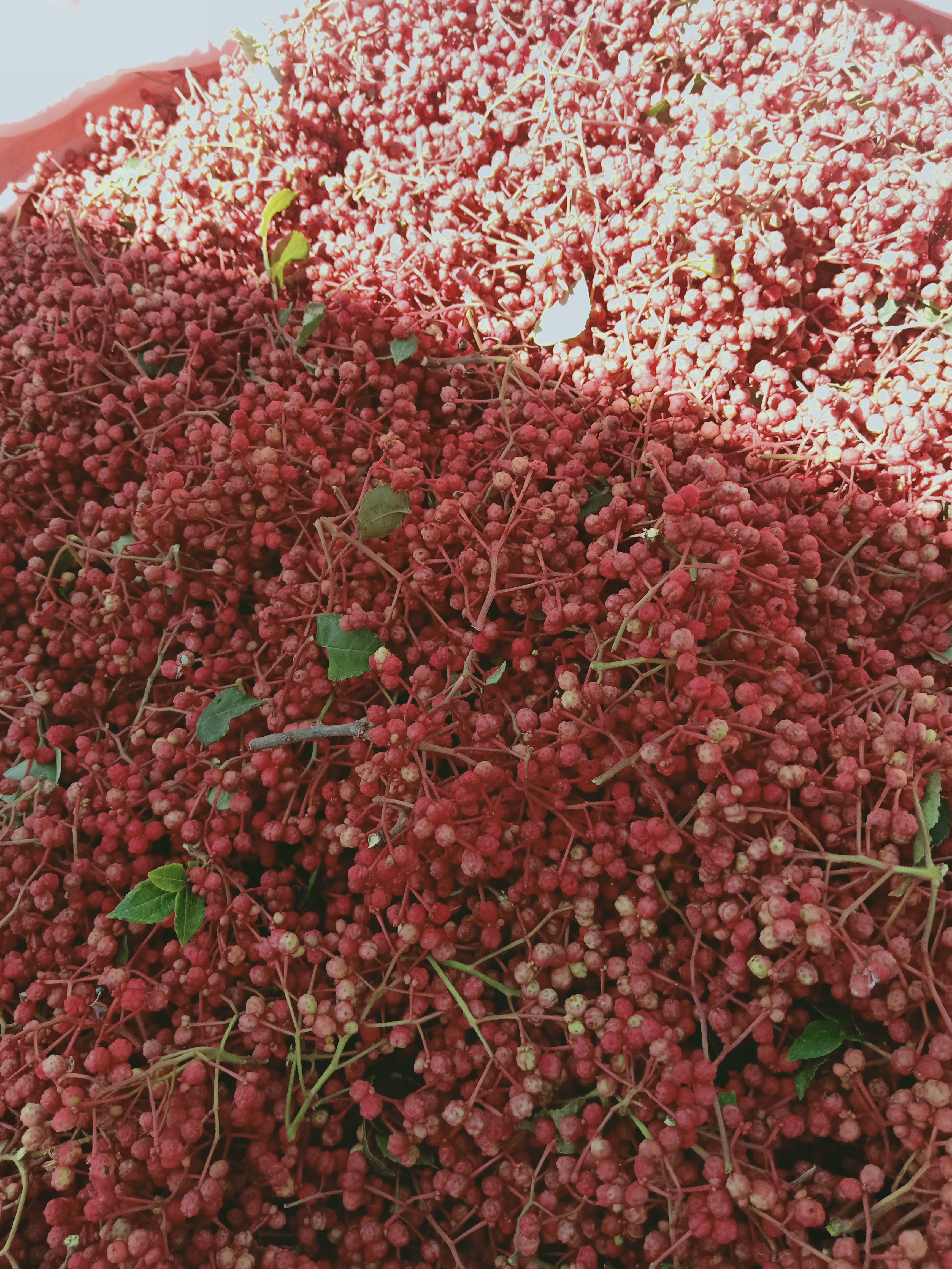 红花椒 花椒