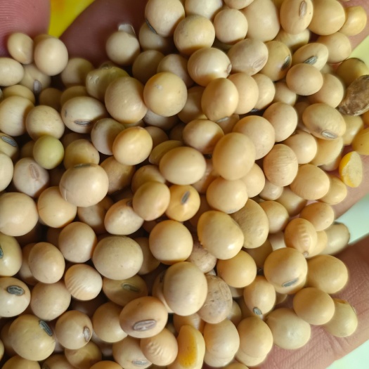 西安黄豆  美湾高蛋白大豆，豆制品专用，一级精选袋装