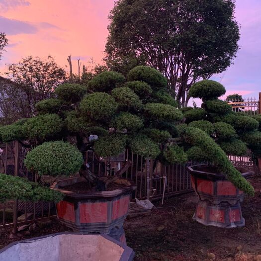 潮州真柏盆景  造型真柏