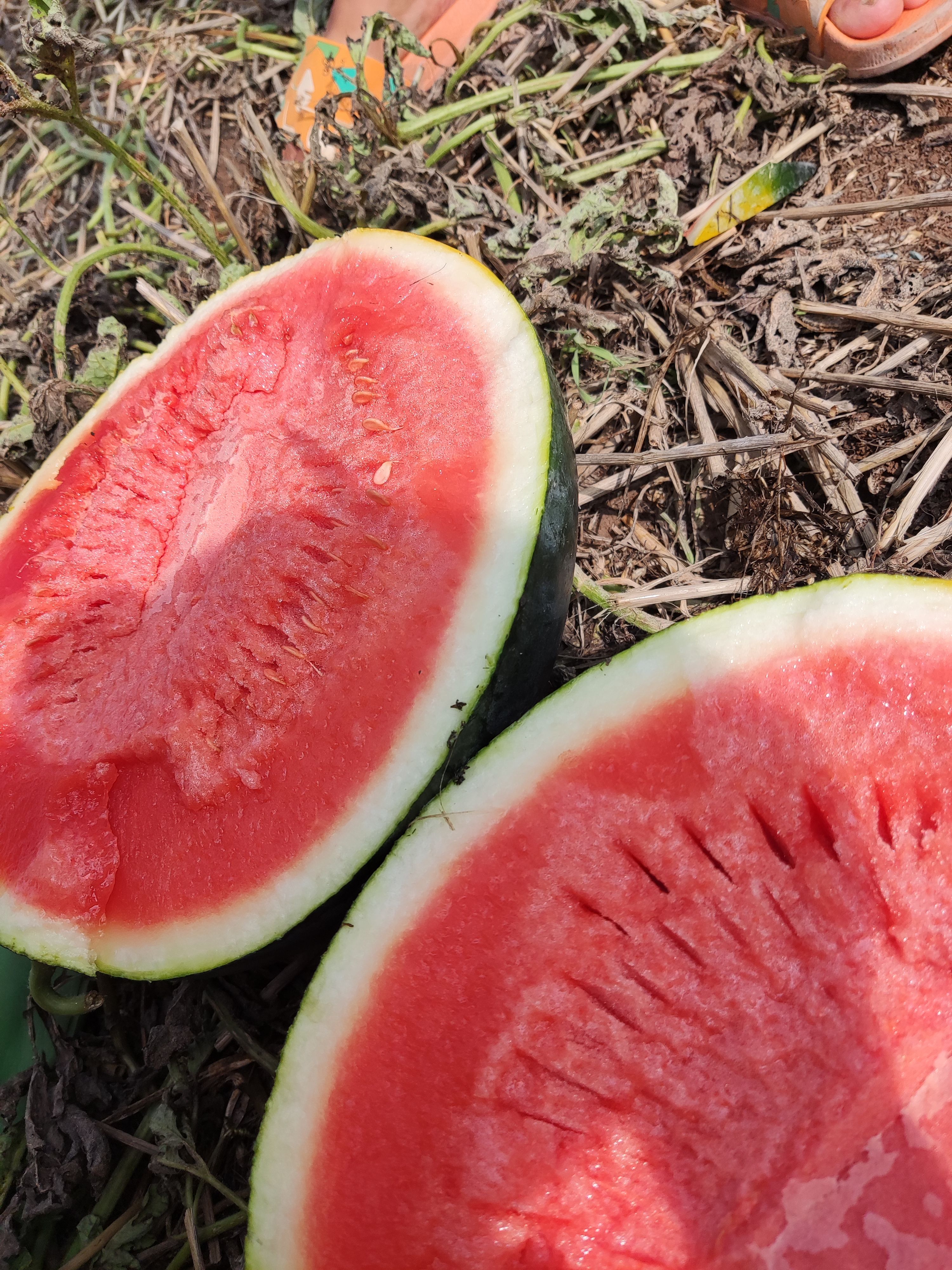 黑皮西瓜 精品头岔黑无籽，自生苗，无嫁接