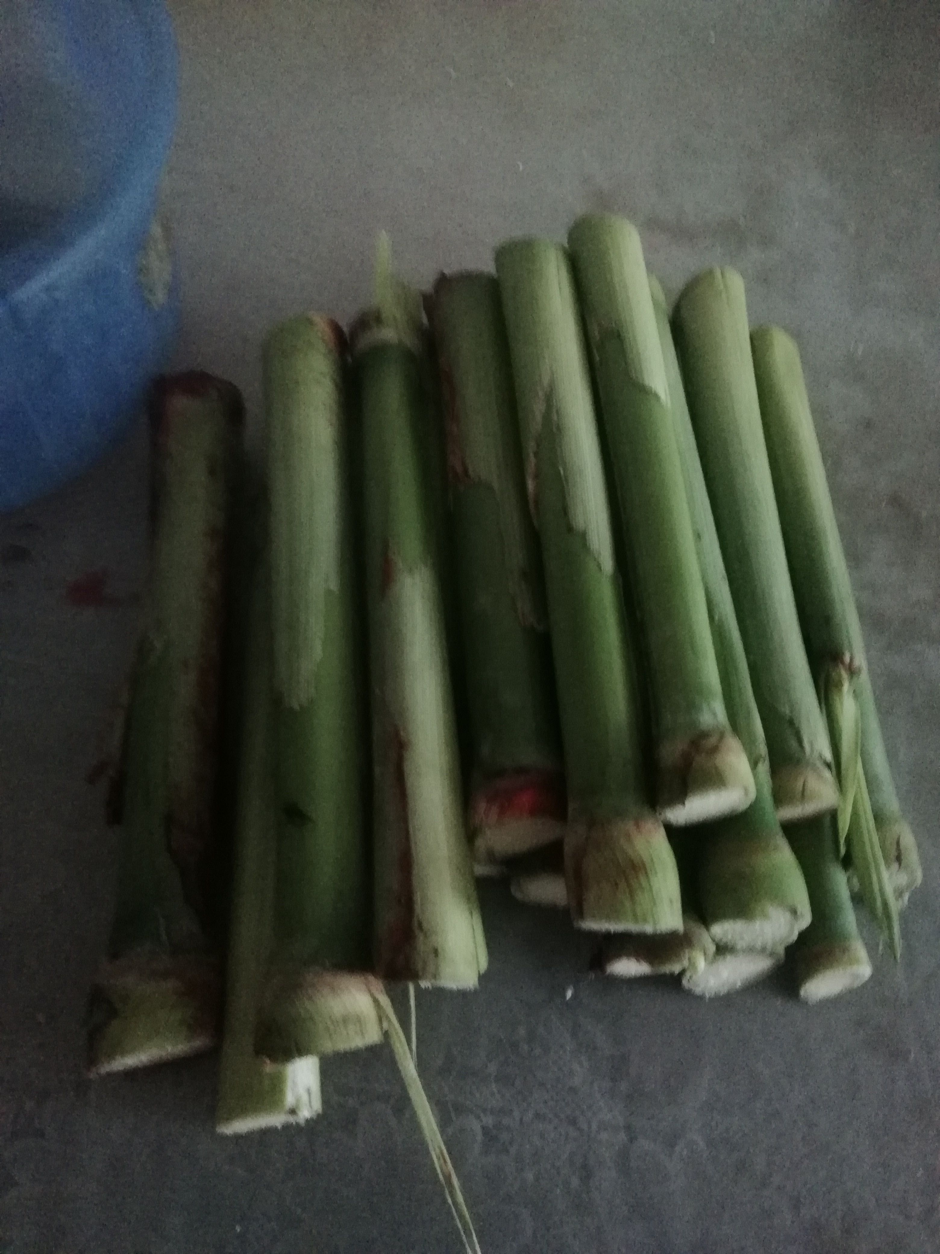 甘蔗  甜杆甜芦粟米