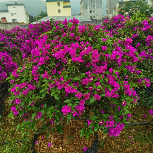 紫花三角梅  三角梅造形，球形