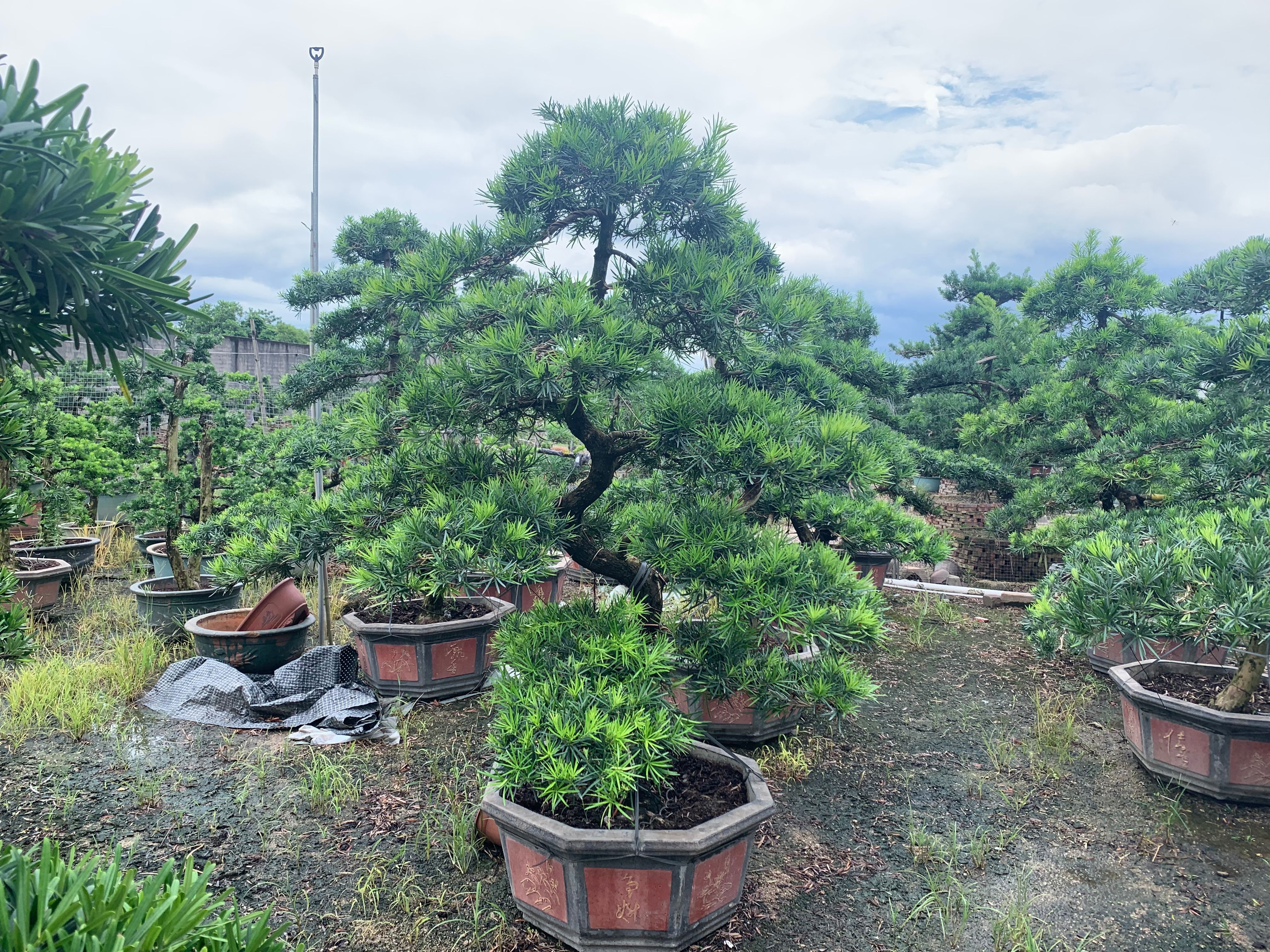 大叶罗汉松  造型罗汉松