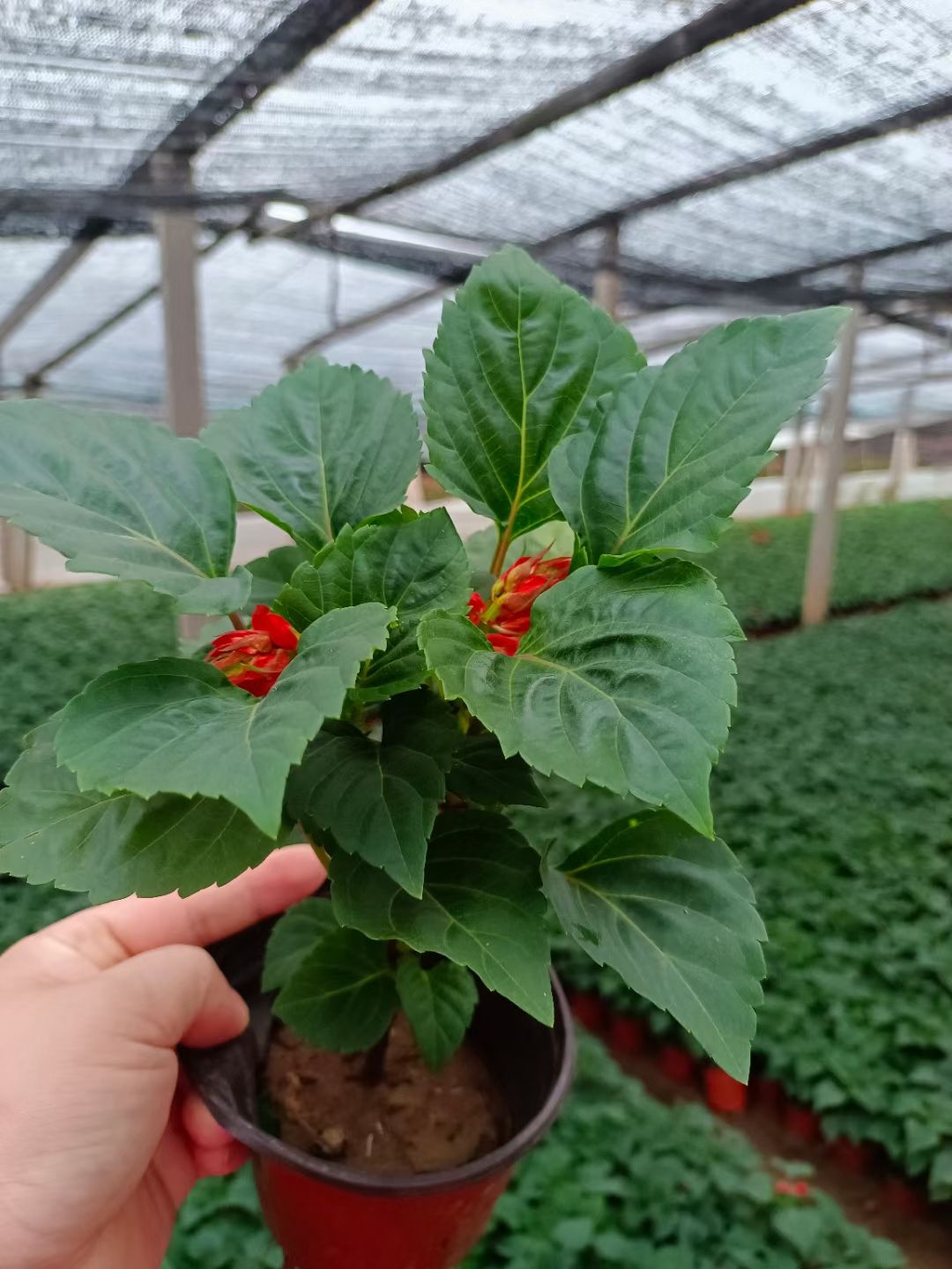 展望 一串红 青州草花基地直销 产地直发 货源充足