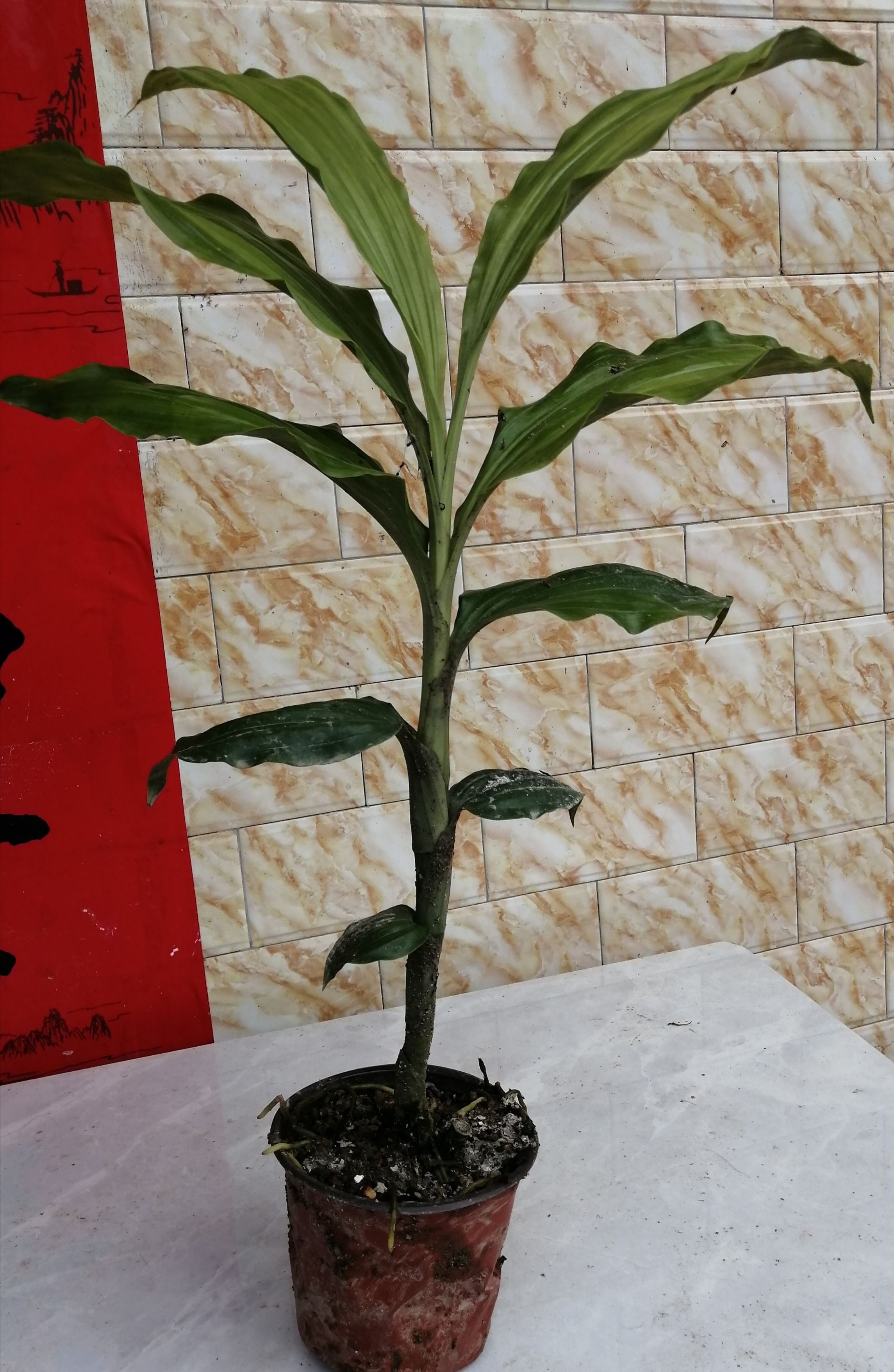 鹤望兰 鹤顶兰，紫红色的品种。产地广西防城港。