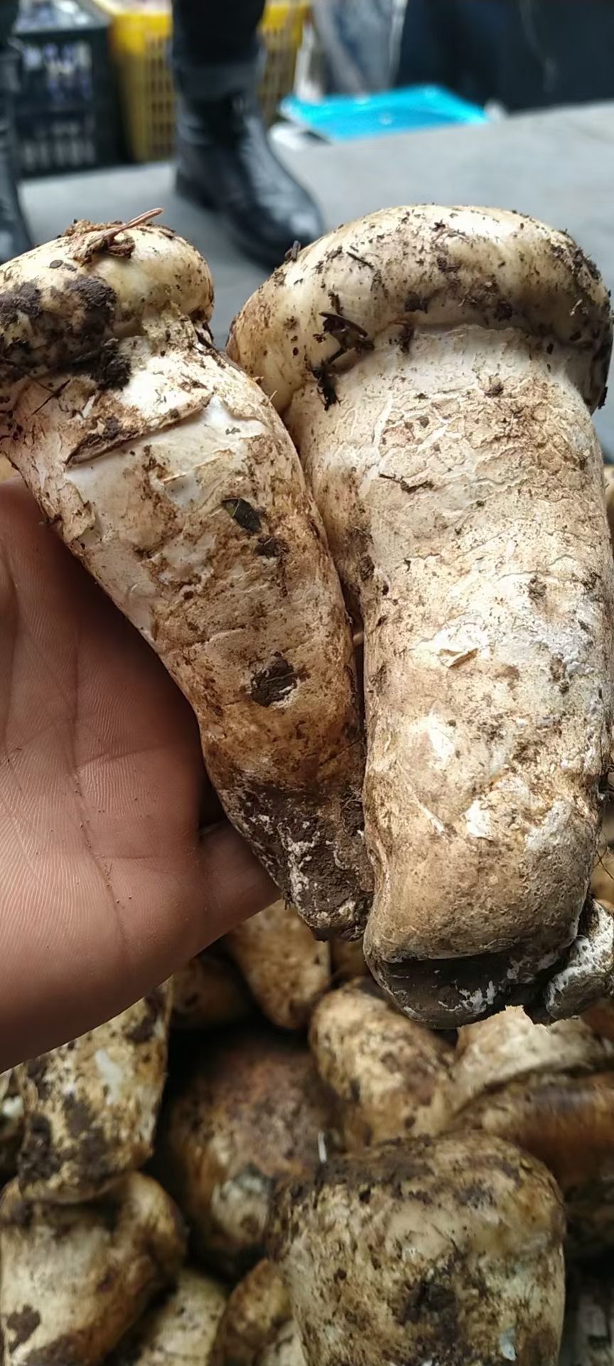 鲜松茸 雪山松茸