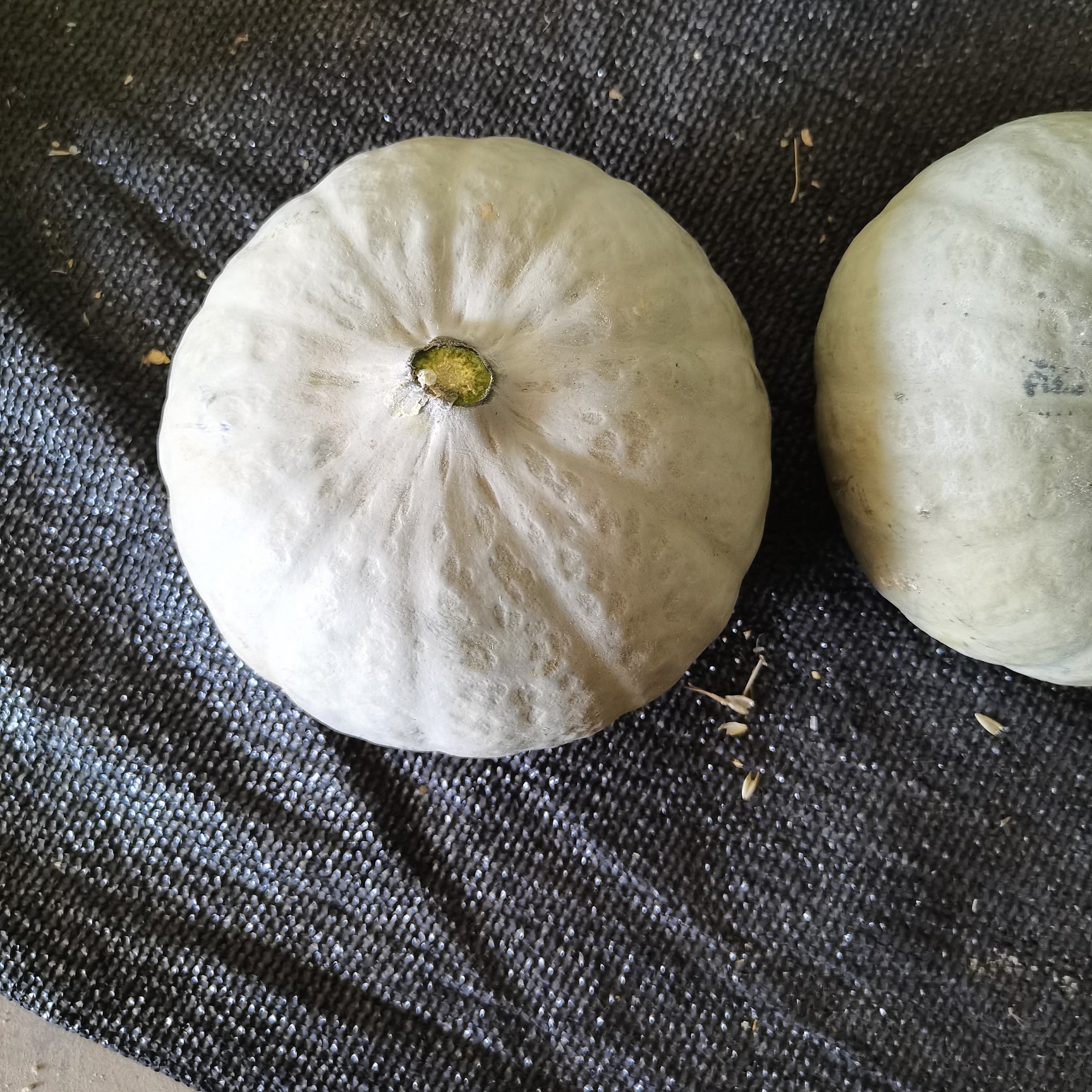 南瓜 内蒙古自治区巴彦淖尔市乌拉特前旗 2~4斤 