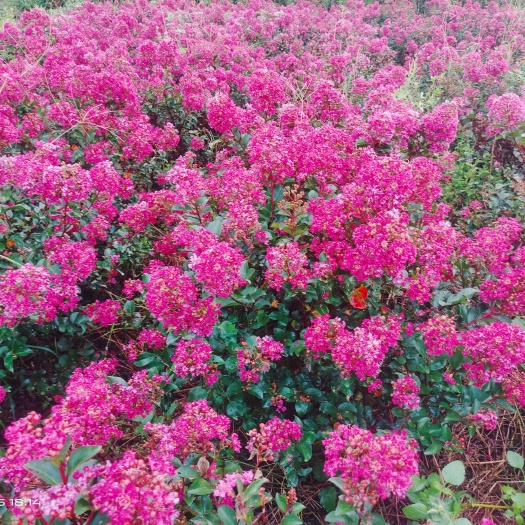 安远县三红紫薇  矮生紫薇球形紫薇矮紫薇百丽矮紫薇