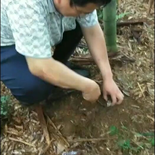 池州今年正宗新货金蝉花，统货